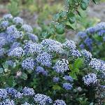 Ceanothus gloriosus AnchorBay