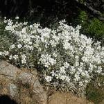 Cerastium Tomentosum