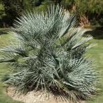 Chamaerops humilis argentea