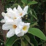 Cordia boissieri