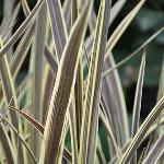 Cordyline Electric Flash