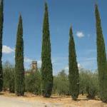 Cupressus Sempervirens Glauca