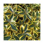 Elaeagnus ebbingei Gilt Edge