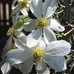 Evergreen Clematis Avalanche