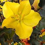 Fremontodendron California Glory