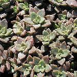 Graptosedum Vera Higgins