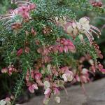 Grevillea lanigera Coastal Gem