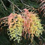 Grevillea Peaches and Cream