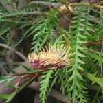 Grevillea Poorinda Blondie