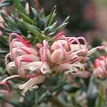 Grevillea Poorinda Signet