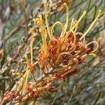 Grevillea Little Honey Ball