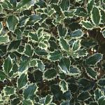 Ilex aquifolium varigata