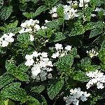 Lantana montevidensis Alba