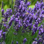 Lavandula augustifolia Hidcote