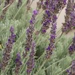 Lavandula Goodwin Creek Grey