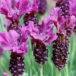 Lavandula Regal Splendour