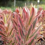 Leucadendron Safari Sunshine