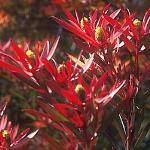 Leucadendron Safari Sunset