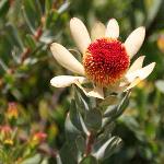 Leucadendron discolor Pom Pom