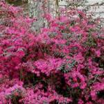 Loropetalum plum delight