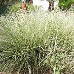 Miscanthus sinensis Variegatus