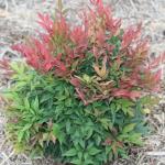 Nandina Sienna Sunrise