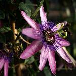 Passiflora Lavender Lady