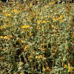 Phlomis lanata