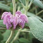 Phlomis purpurea