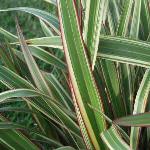 Phormium cookianum Tricolor