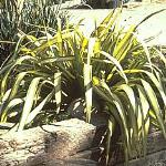 Phormium Cream Delight