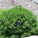 Pinus mugo valley cushion
