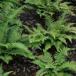 Polystichum Polyblepharum