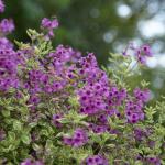 Prostanthera ovalifolia variegata