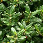 Rhamnus Californica Leatherleaf