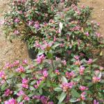 Rhododendron pjm Elite