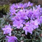 Rhododendron Saphire