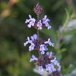 Salvia brandegei Pacific Blue