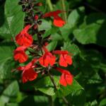 Salvia coccinea