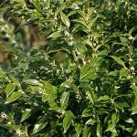 Sarcococca Ruscifolia