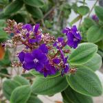 Tibouchina heteromalla