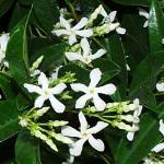 Trachelospermum jasminoides