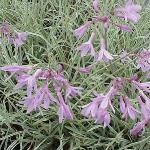 Tulbaghia Violacea Variegata