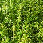 Variegated Lemon Thyme