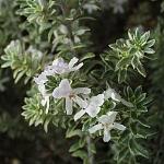 Westringia Fruticosa Smokey