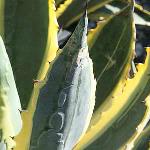 Agave  Americana Yellow Ribbons