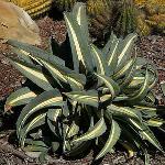 Agave Americana Mediopicta Dwarf Alba