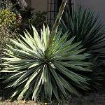 Agave angustifolia Marginata