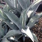 Agave asperrima Rough Century Plantave