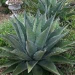 Agave Baccarat - Crystal Bowl Agave